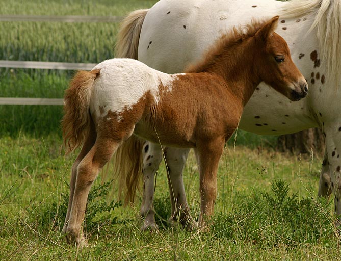 Grisu_rechts_3wochen