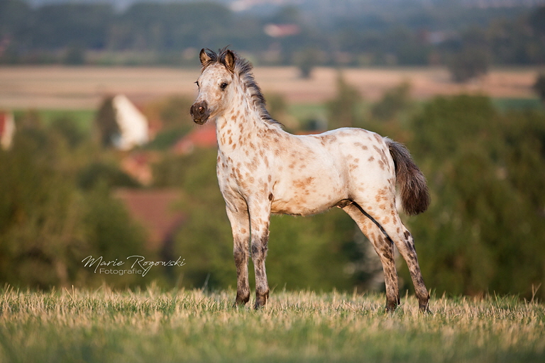 Powerpoint_stand_logo1