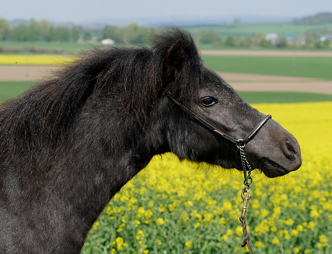 Kataleyabitteauchnoch