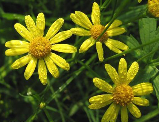 jakobskreuzkraut_bl_te