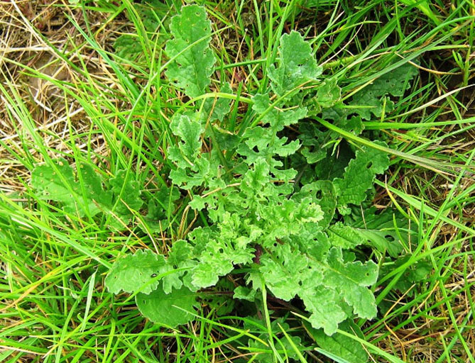 jakobskreuzkrautrosette